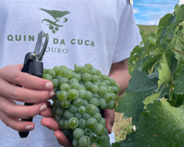 Quinta da Cuca