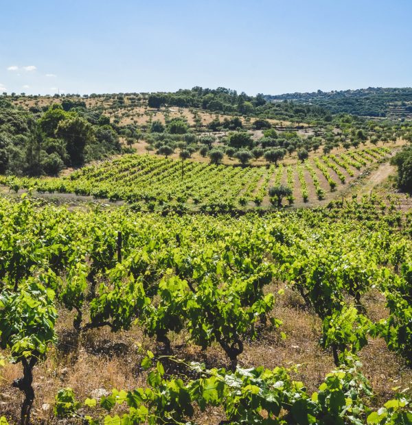 Quinta do Vineadouro